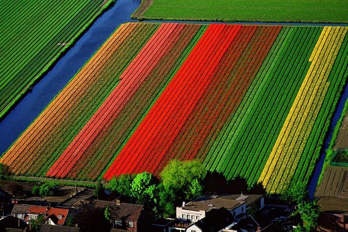 Campo tulipanes