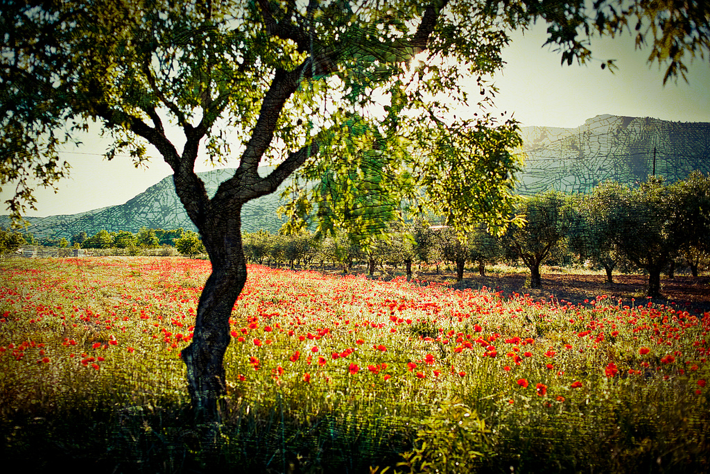 Fotografías de Naturaleza / Paisaje